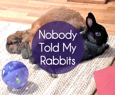 nobody-told-my-rabbits_0