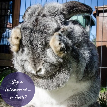 Rabbit with its paws over its eyes with the text Shy or Introverted...or Both?